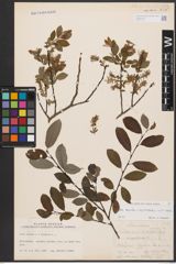 Foto von Salix aurita L. x Salix myrtilloides L. x Salix starkeana Willd.